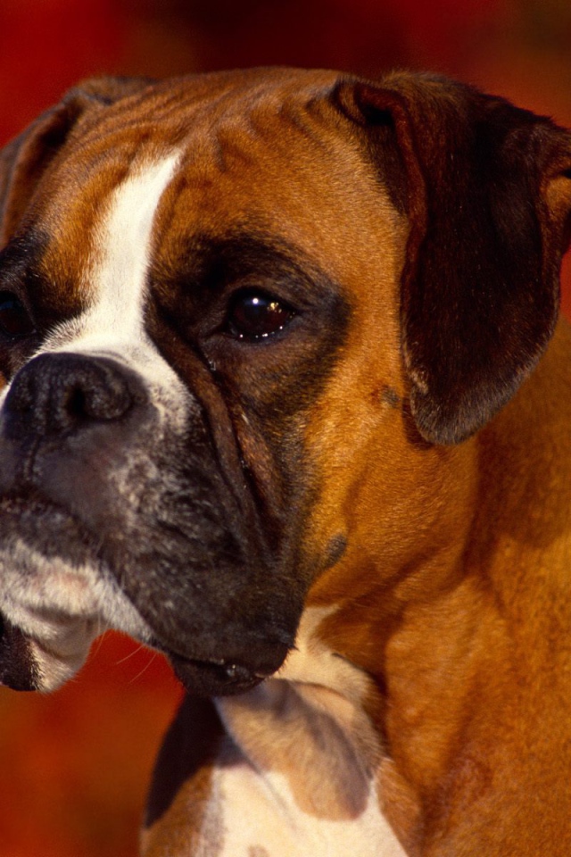 Портрет серьёзного боксёра