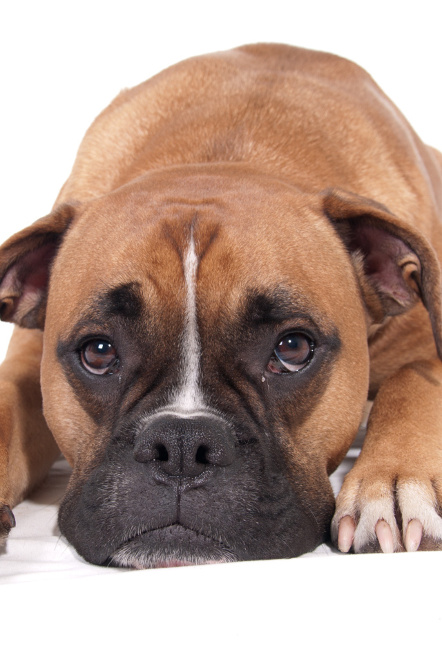 Грустный боксёр на белом полу