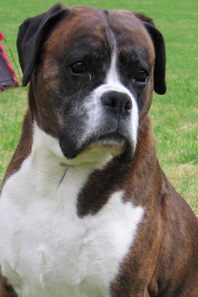 Грустный боксёр на фоне палатки