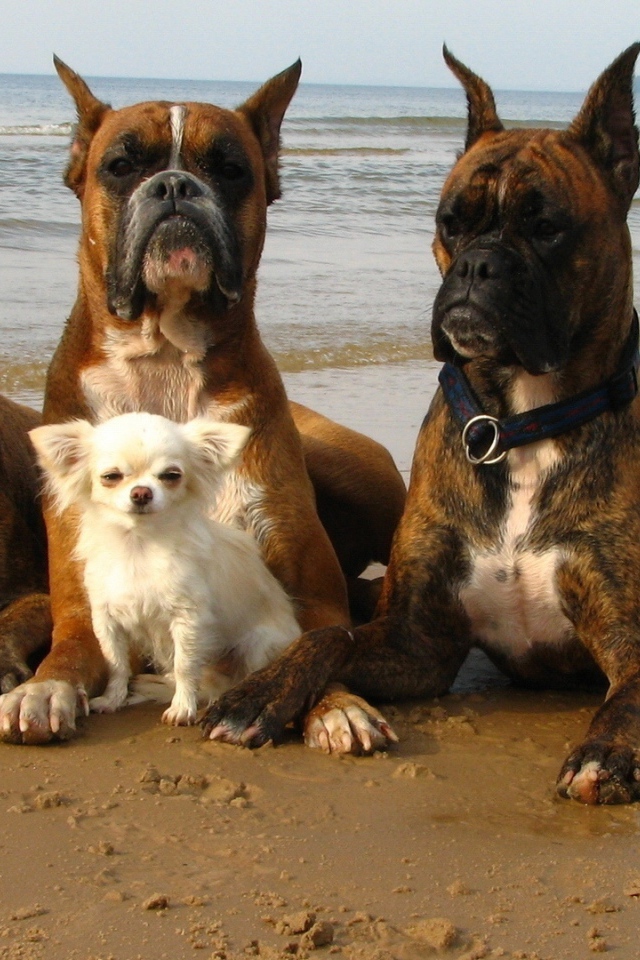 Три взрослых боксёра и их маленький друг