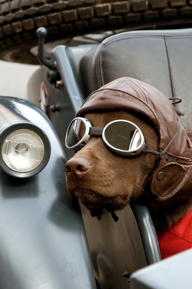 	 Dog in a helmet and glasses