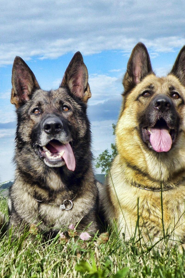 Немецкие овчарки высунули языки
