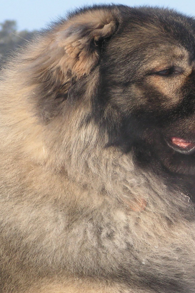 Кавказская овчарка в зимнем лесу