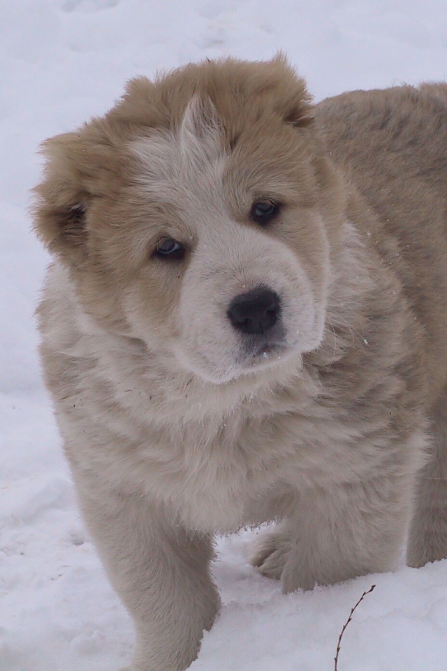 Кавказская овчарка играет на снегу