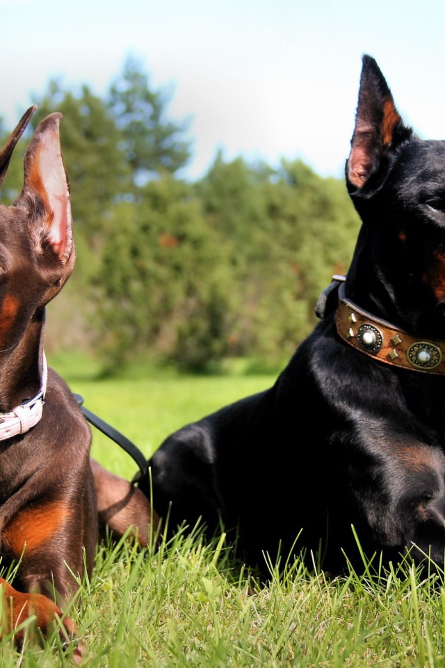 little doberman and his mother