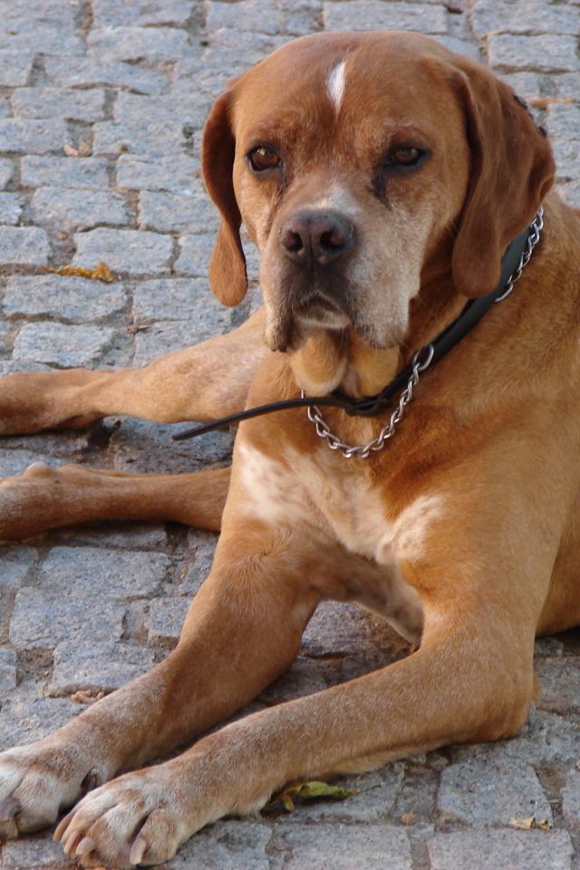 Португальский коричневый Пойнтер