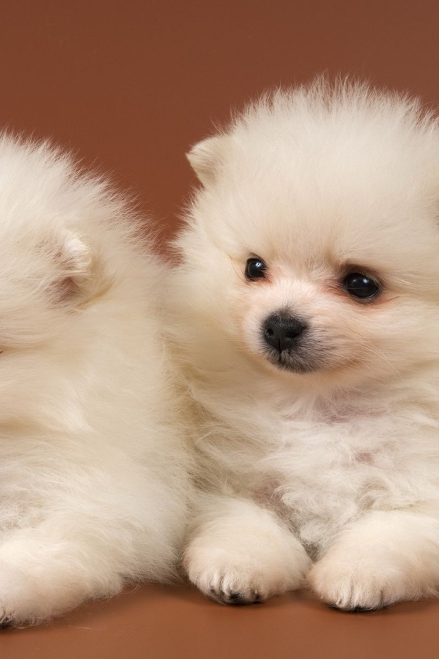 Щенки чау-чау