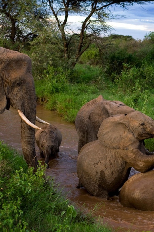 Слоны купаются