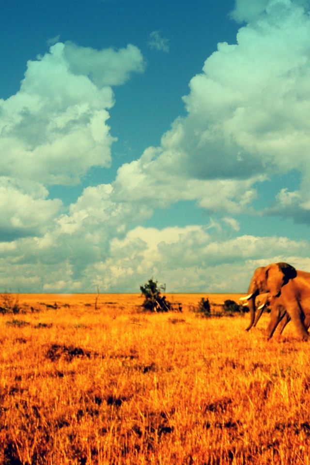 Слоны в саванне