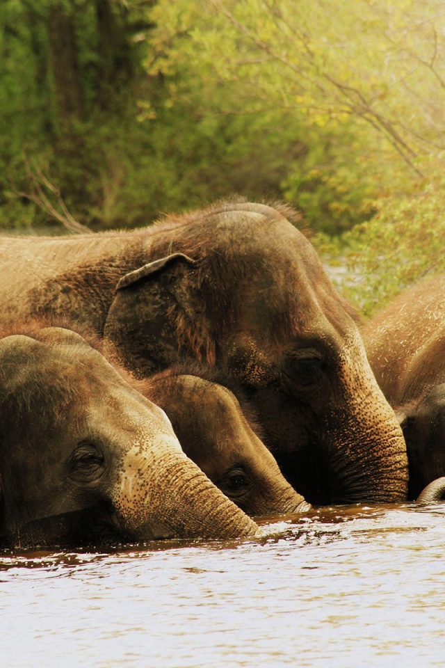 Слоны по уши в воде