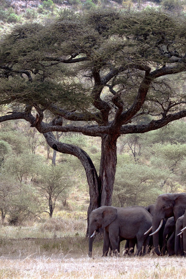 	 Family of elephants under the tree