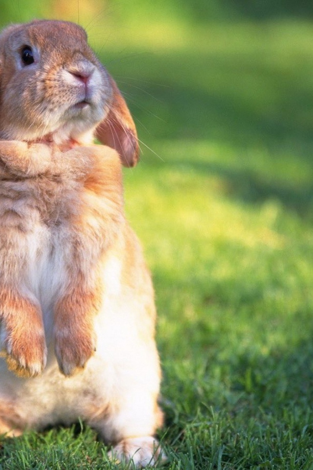 Кролик на задних лапах