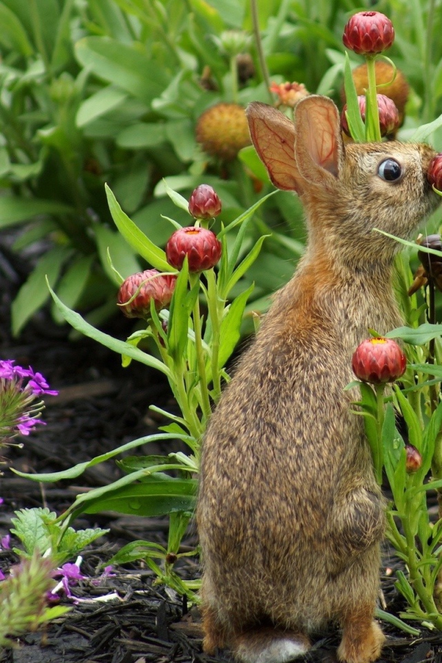 Кролик прячется в цветах