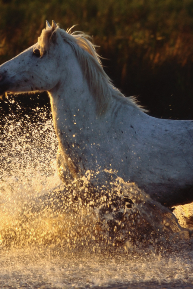 Древние лошади