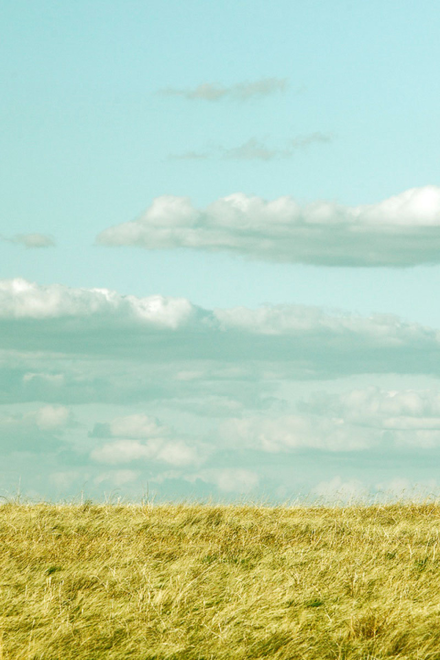 Красивая лошадь в поле