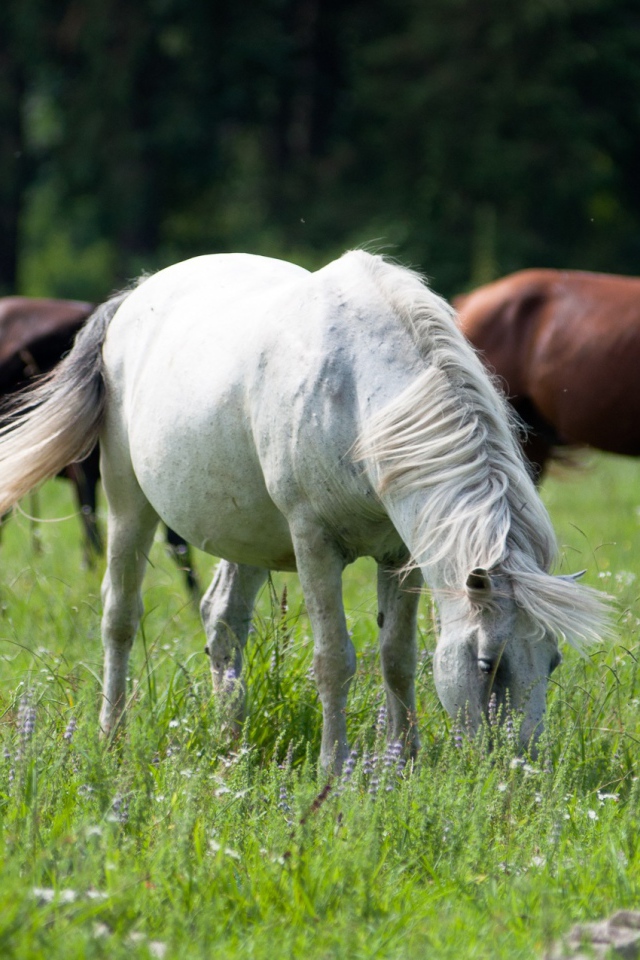 Крупные лошади