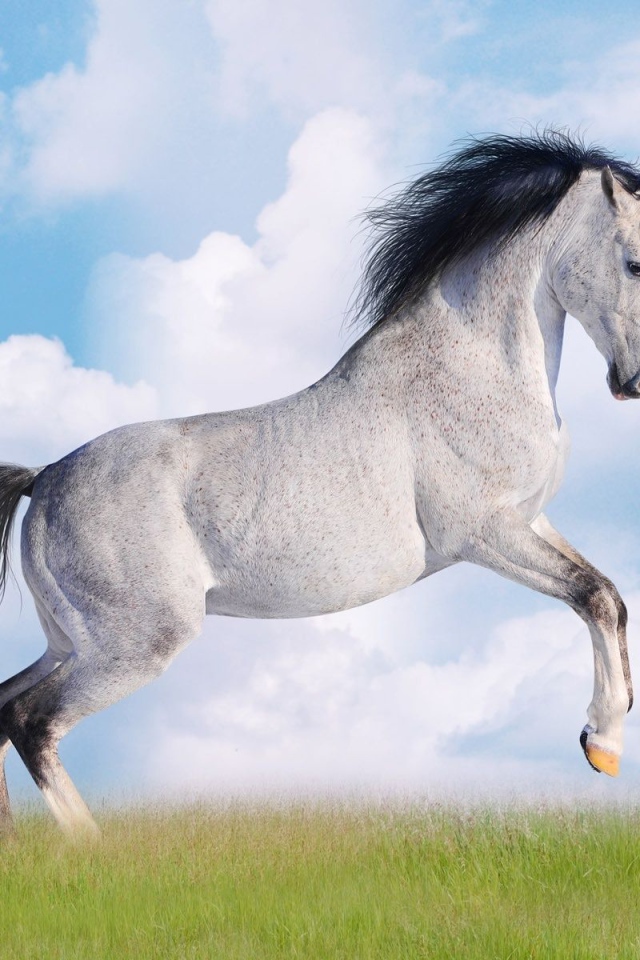 Черно белая лошадь