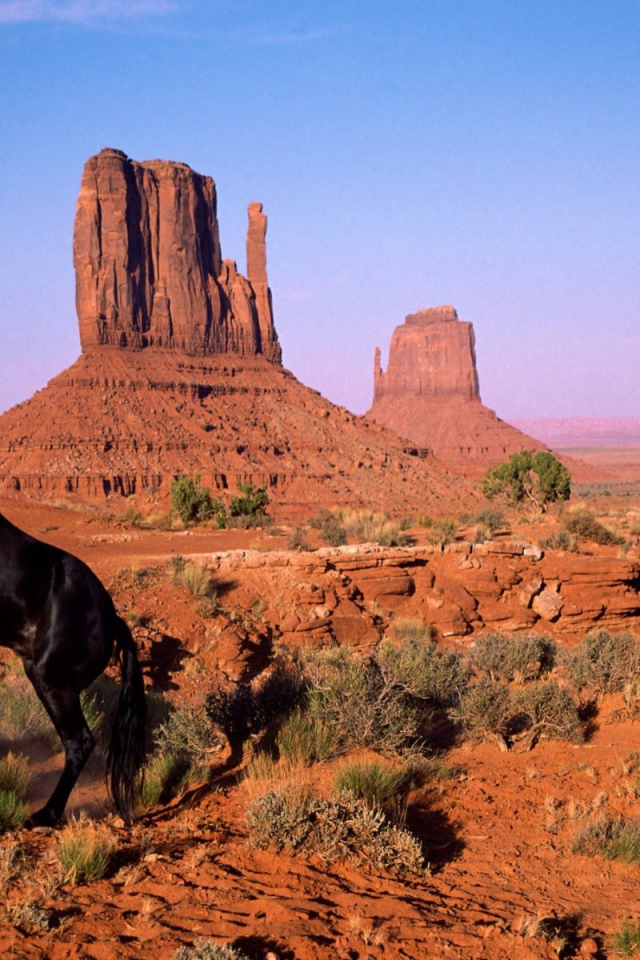 Чёрная лошадь на дыбах