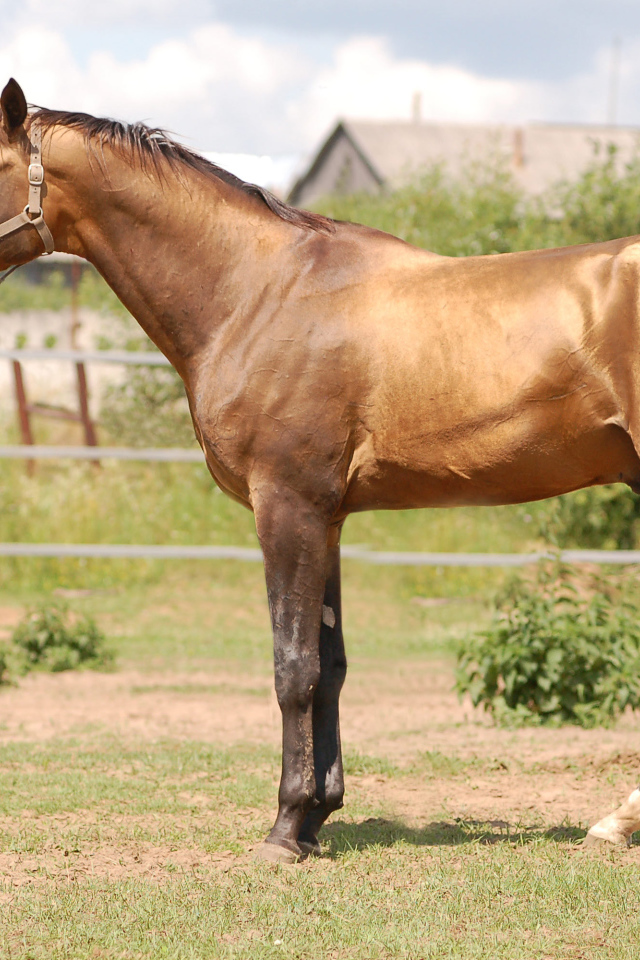 Буденновская лошадь