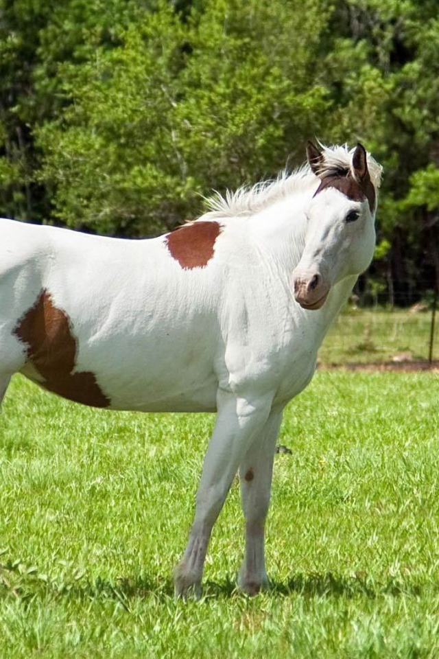 Цветная лошадь