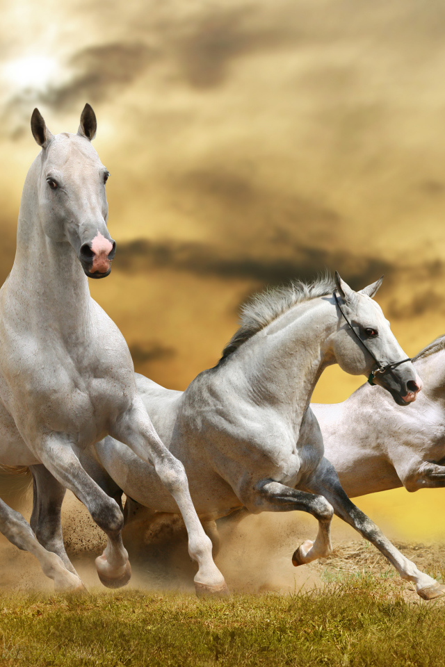 Страна лошадей