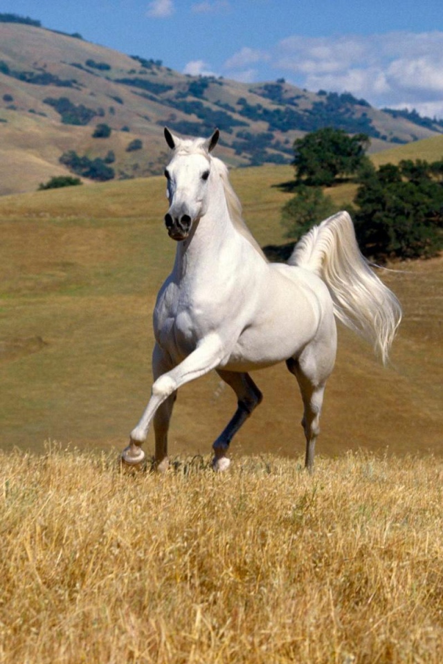 Танцующая лошадь