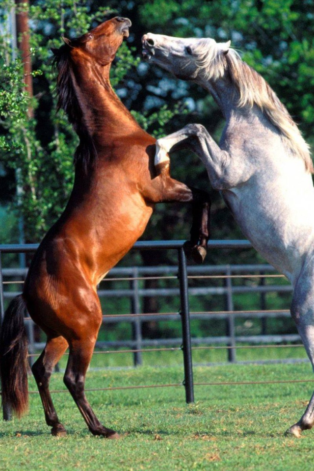 Танцы лошадей