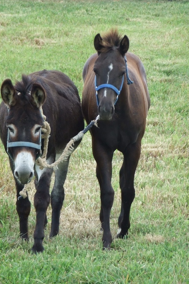 Осел и лошадь