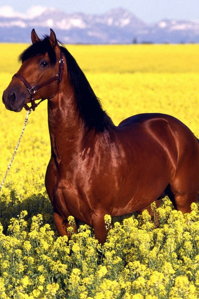 Восточная лошадь