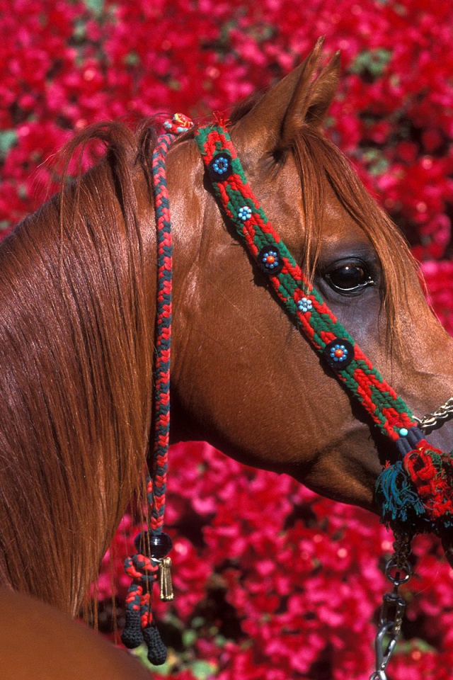 Дорогие лошади