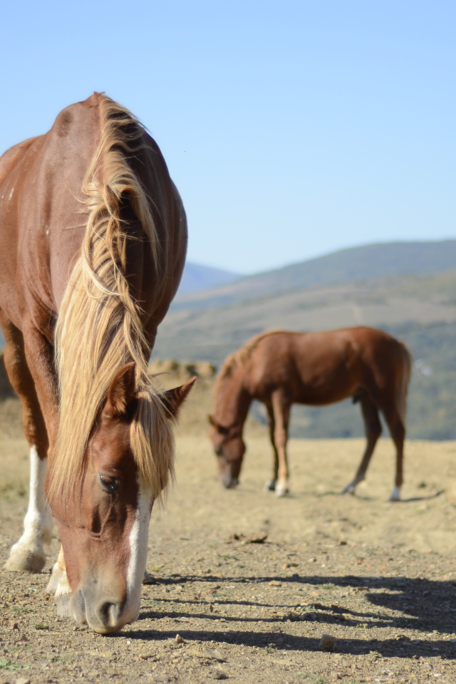 Прекрасные лошади