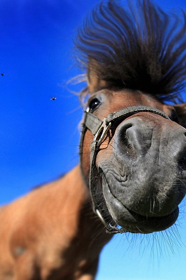 Лошадь смешная