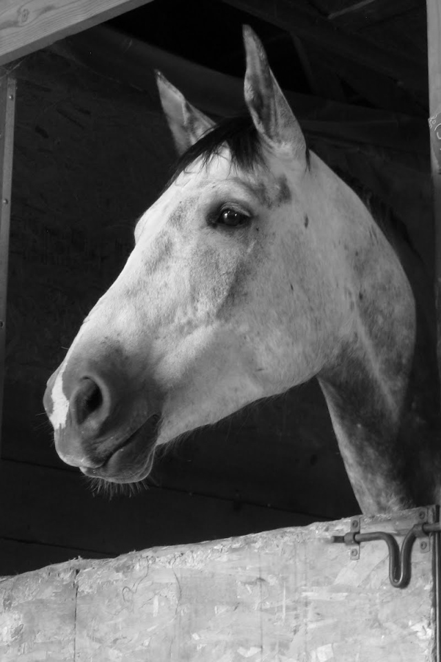 Загнанная лошадь