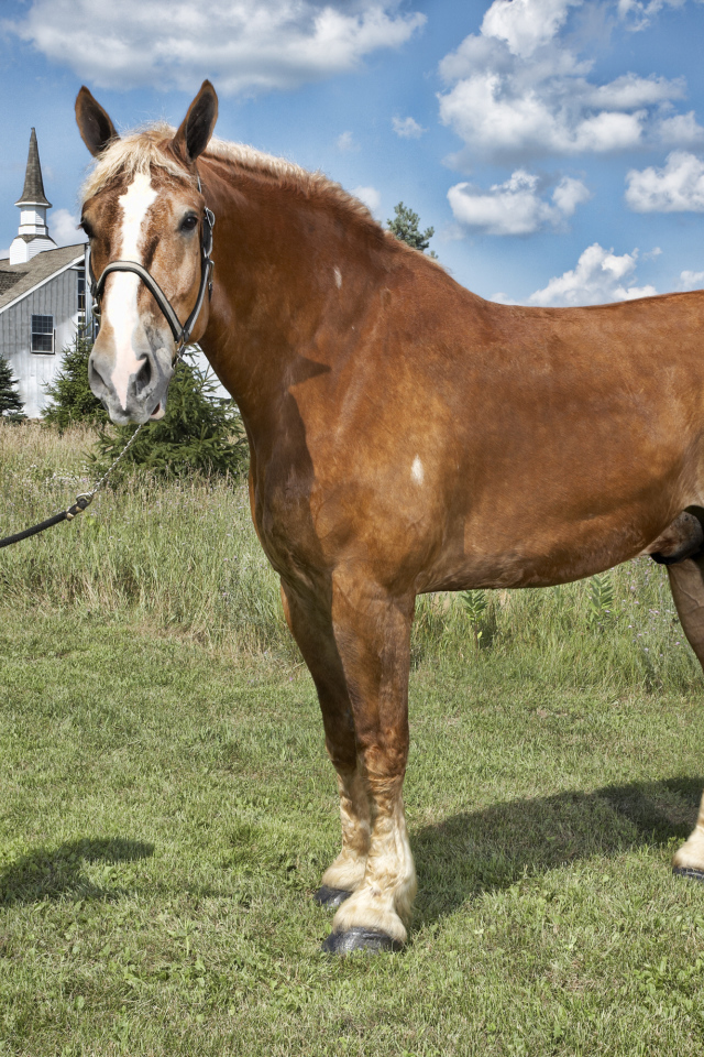 Высокая лошадь