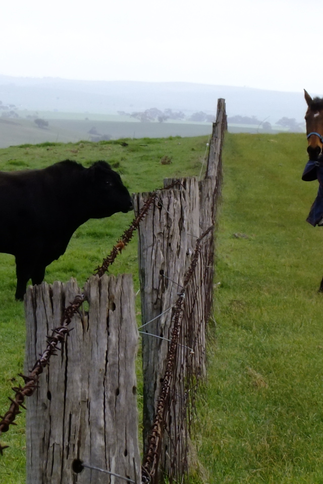 Лошадь и бык