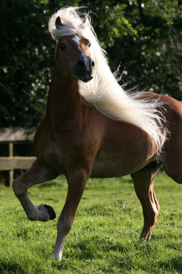 Лошадь домашняя