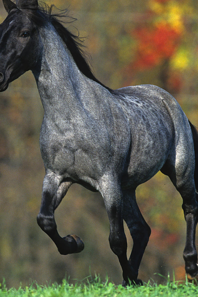 Лошадь летом