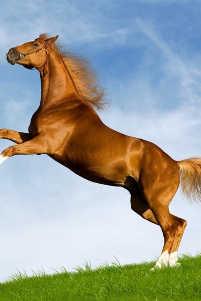 Лошадь моей мечты