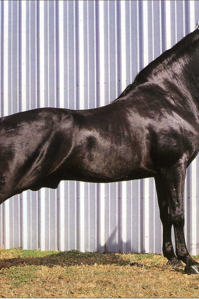 Выставка лошадей