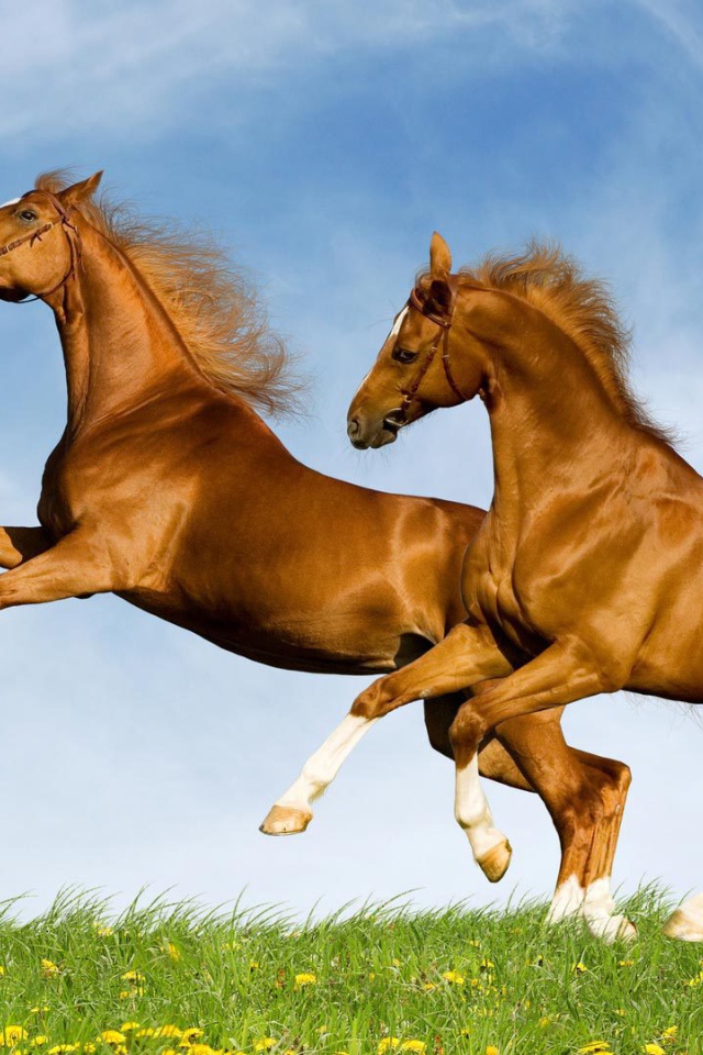 Лошади красивые