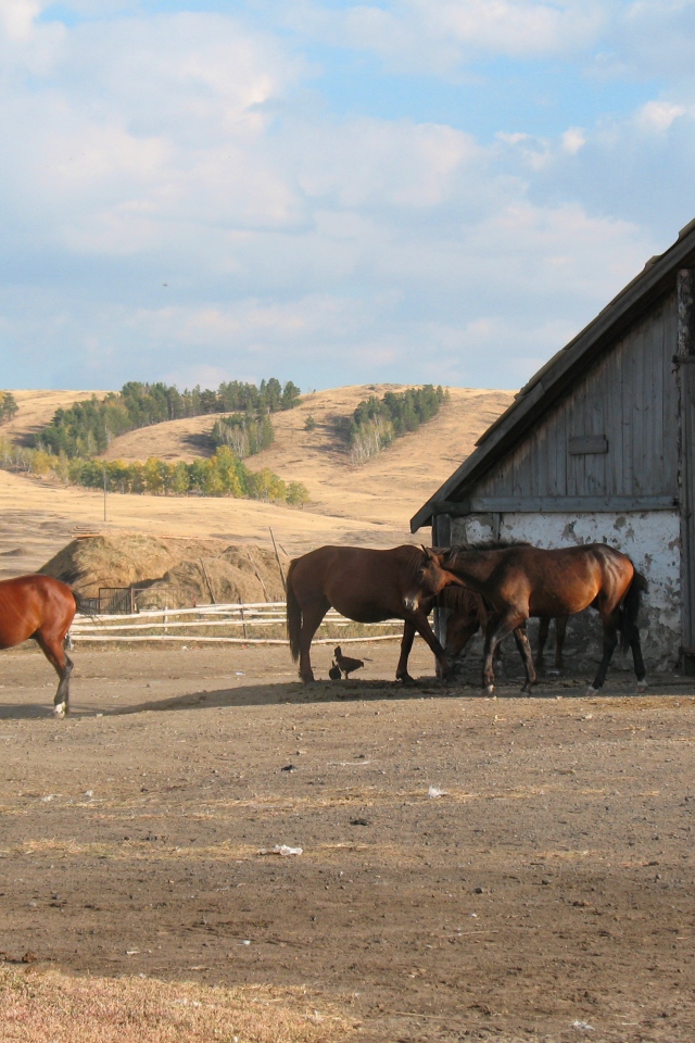 Ферма лошадей
