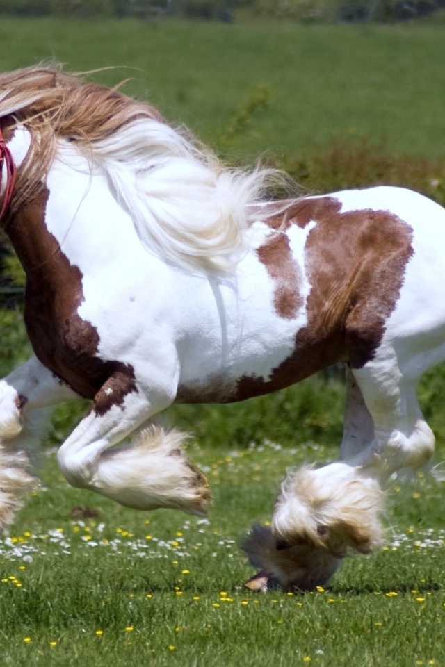 Тяжеловозные лошади