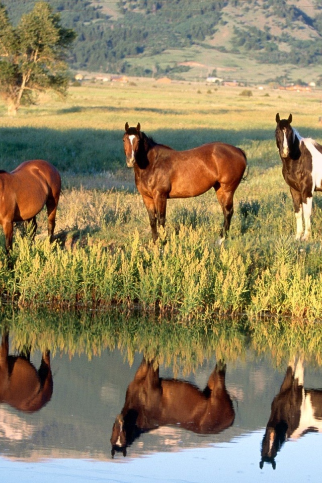 Лошади у ручья