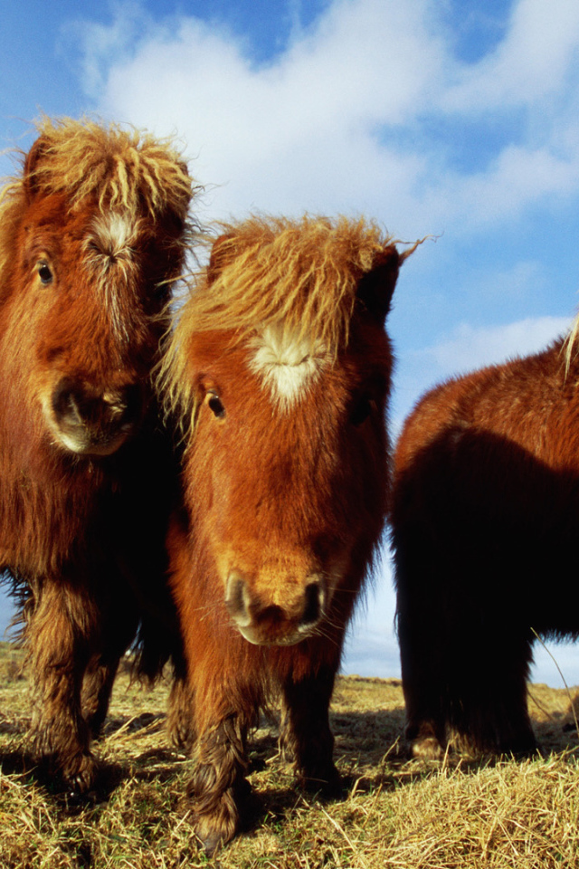 Лошади пони