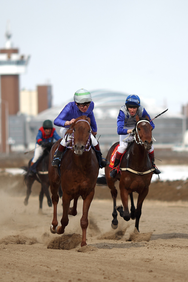 Лошади скакуны