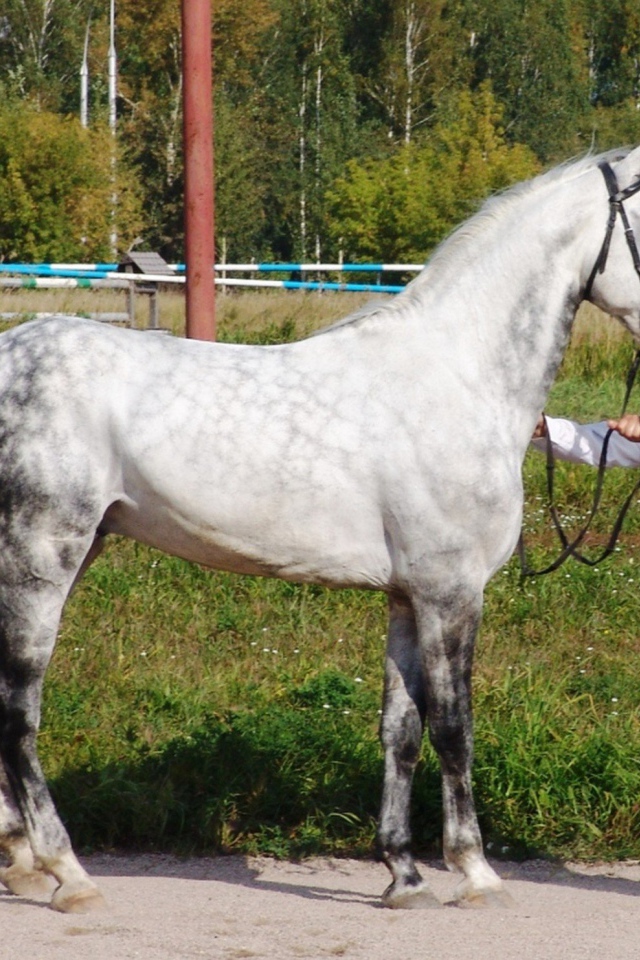 Лошади рысаки