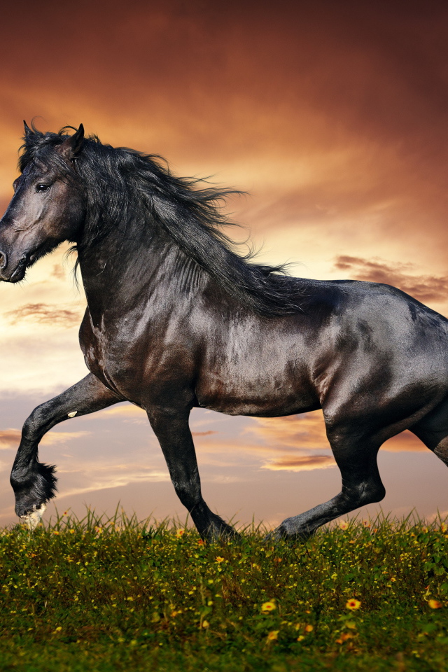 Хвост лошади