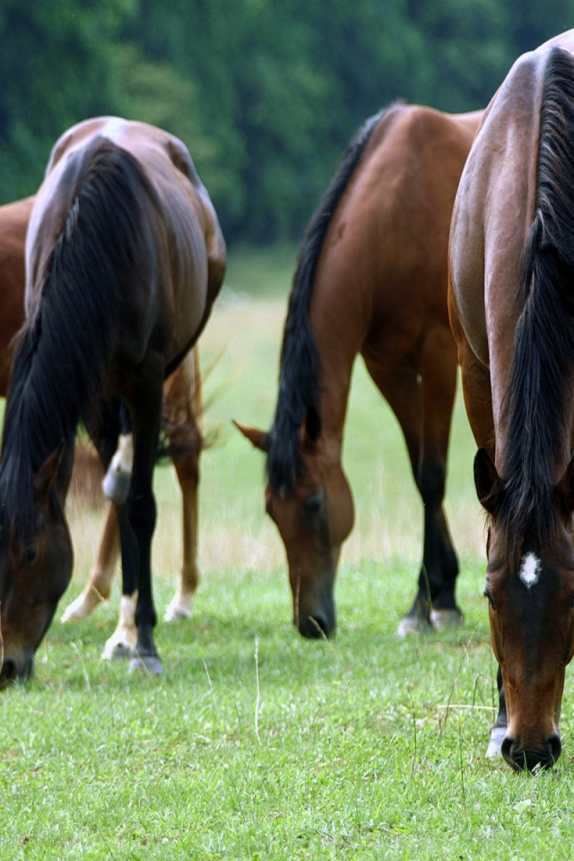 Большие лошади