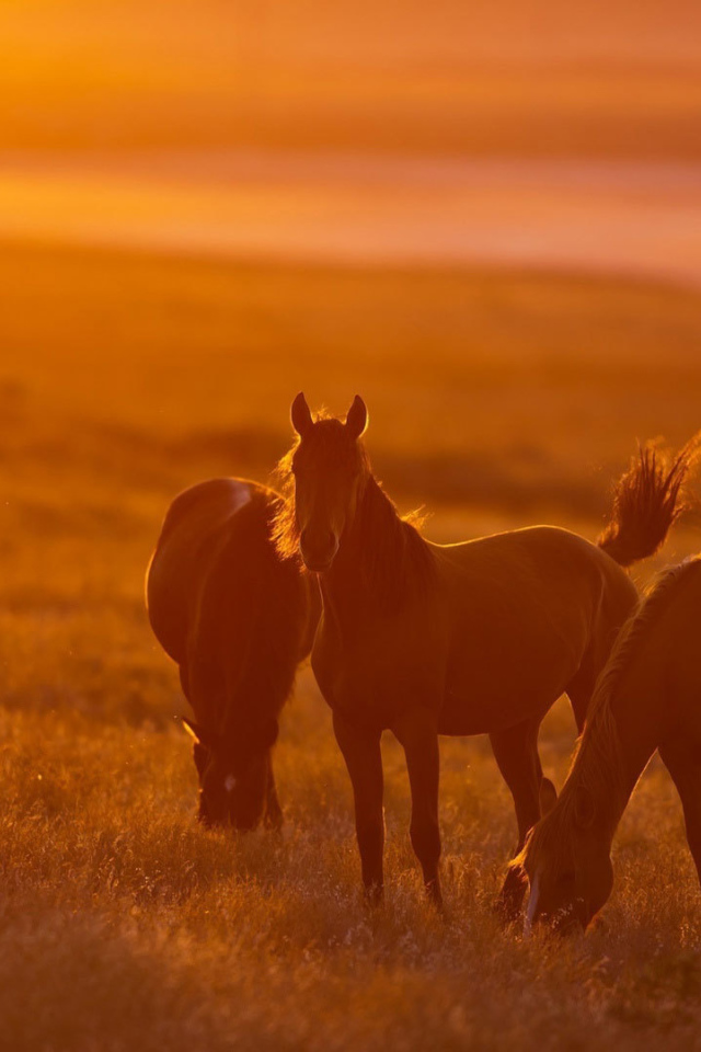 Легкие лошади