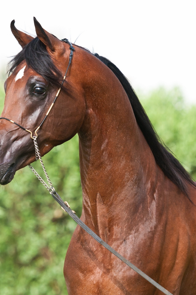 Маленькая лошадь